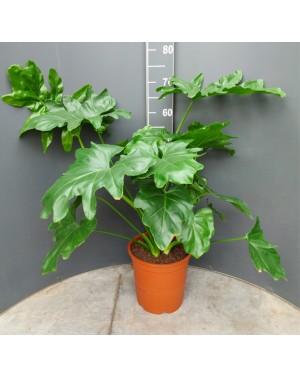 Philodendron "Selloum Hope"...