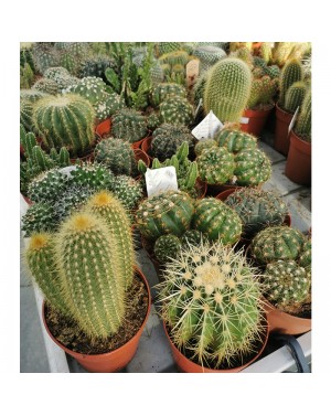 Кактуси / Cactus (различни...