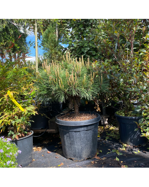 Pinus nigra "Brepo" /...