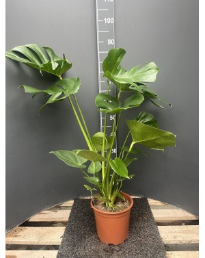 Монстера / Monstera
