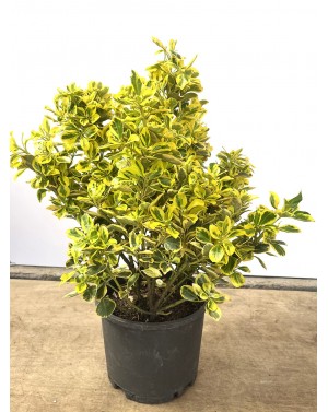 Евонимус Ауреа / Euonymus...