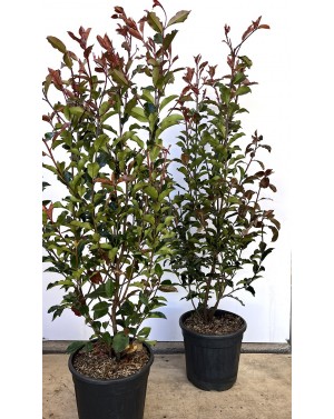 Фотиния / Photinia "Volcano"