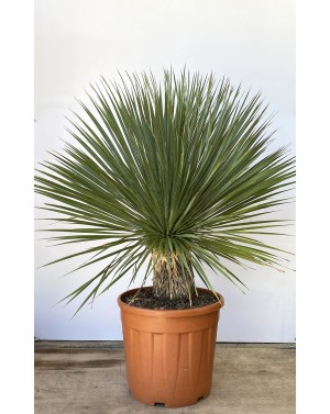 Юка Рострата / Yucca...