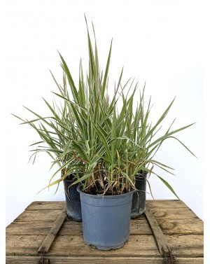 Фаларис / Phalaris