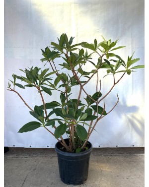 Edgeworthia chrysantha...