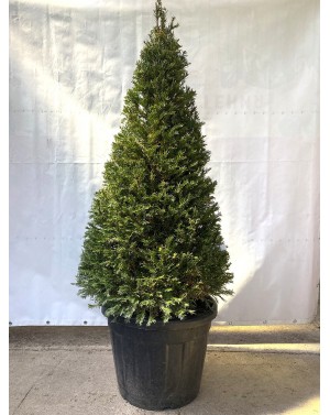 Taxus baccata cono 55L /...
