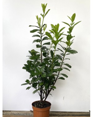 Лавровишна Новита 5L /...