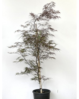 Acer palmatum 'Firecracker'...