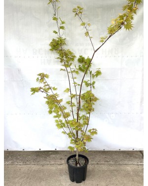 Acer shirasawanum 'Jordan'...
