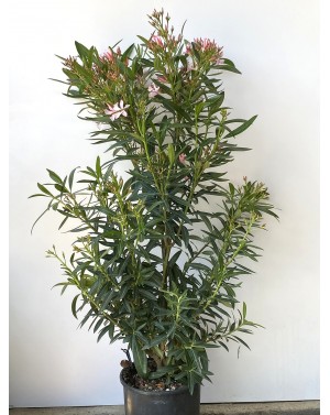 Nerium Oleander 9L / Зокум