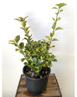 Евонимус Ауреа / Euonymus...