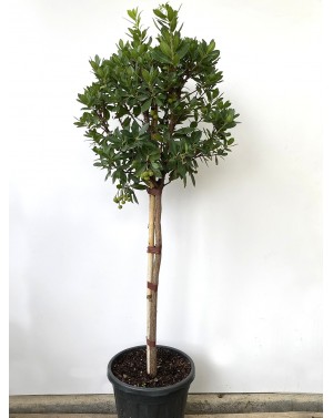 Arbutus unedo / Ягодово...
