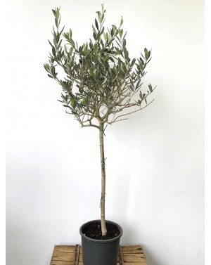 Маслина щам / Olea europea