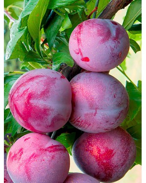 слива 'президент'/ prunus...