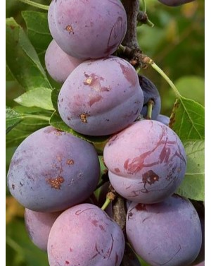 слива 'стенлей' / prunus...