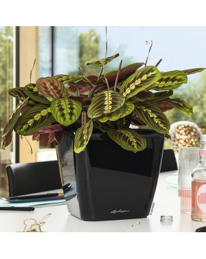 Саксия QUADRO PREMIUM LS