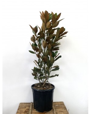 Magnolia grandiflora...