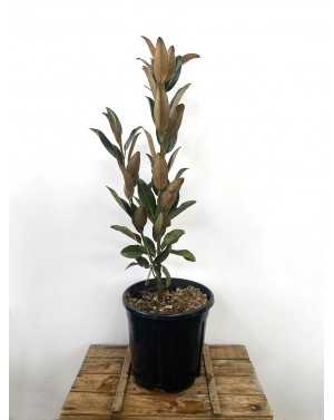 Magnolia grandiflora 'Alta'...