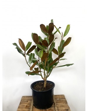 Magnolia grandiflora...