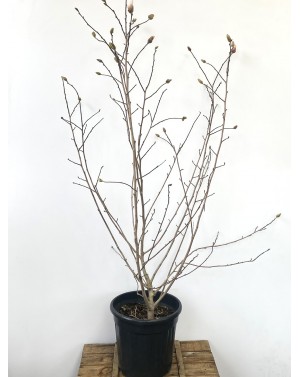 Magnolia 'Stellata' /...