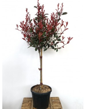 Photinia x fraseri 'Carre...