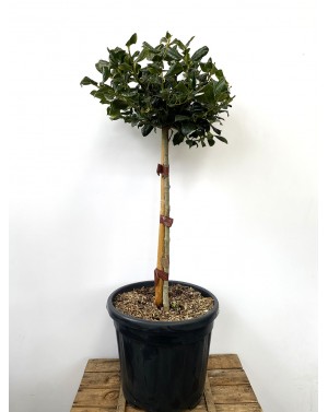 Ilex 'Nellie R. Stevens' /...