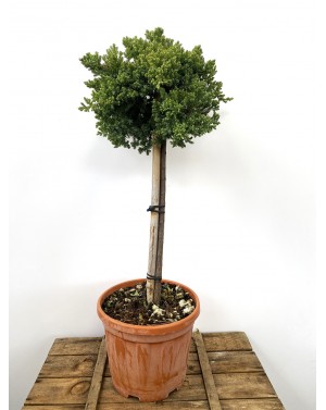 Juniperus procumbens ‘Nana’...