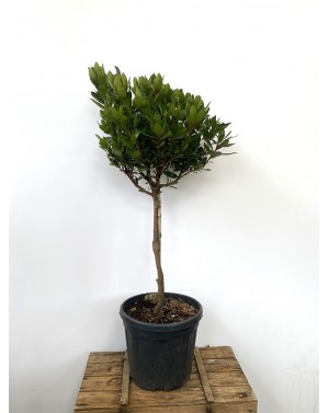 Arbutus unedo / Ягодово...