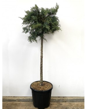 Juniperus horizontalis...