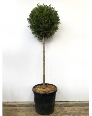 Cupressocyparis Leylandii /...