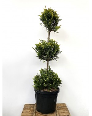Cupressocyparis leylandii...