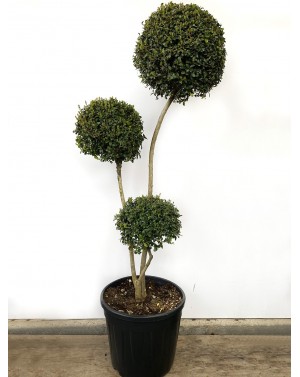 Ligustrum Jonandrum 3 Ball...