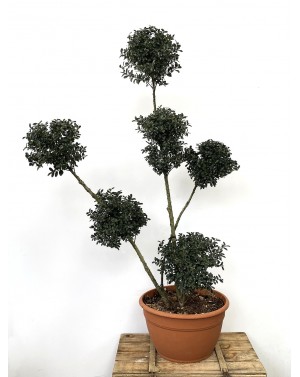 Ilex Crenata Kimne Pom-Pon...