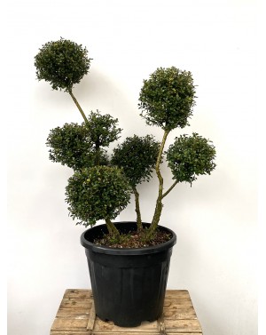 Ilex Crenata Kimne Bonsai /...