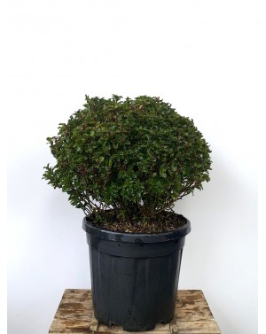 Ilex 'Little Rascal' / Джел...