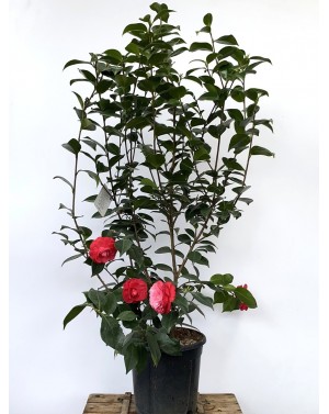 Камелия / Camelia japonica