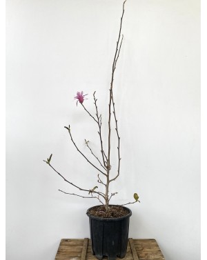 Magnolia 'Stellata Rosea' /...