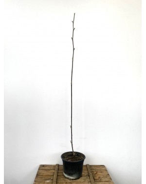 Magnolia x Soulangeana /...