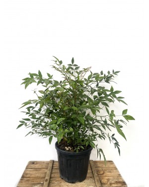 Nandina domesica / Нандина...