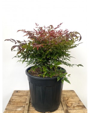 Nandina domesica 'Obsessed'...