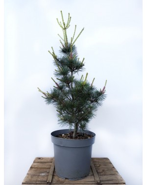 Pinus parviflora 'Negishi'...
