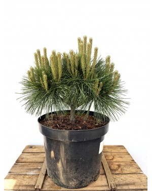 Pinus nigra 'Benelux' /...