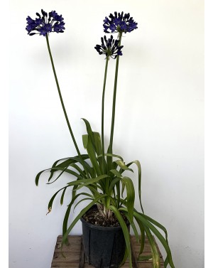 Agapanthus 'Regal Beauty' /...