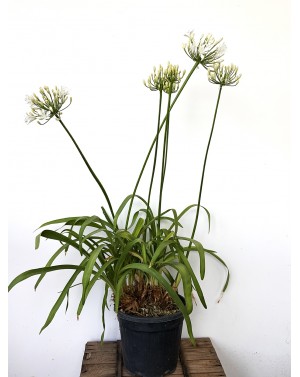 Agapanthus 'Snow Cloud' /...