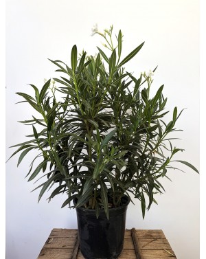 Nerium Oleander 5L / Зокум