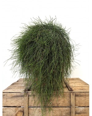 Casuarina repens /...