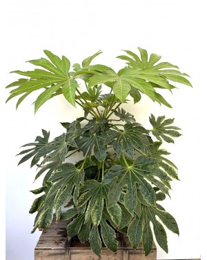 Fatsia japonica / Японска...