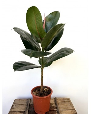 Ficus elastica / Фикус...