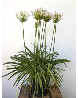 Agapanthus 'Strawberry Ice'...