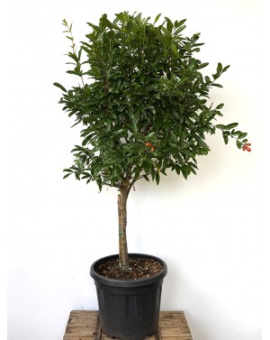 Punica granatum / Нар 1/4 щам